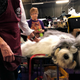 Image for article titled King’s realm: Behind the scenes at the Westminster Dog Show